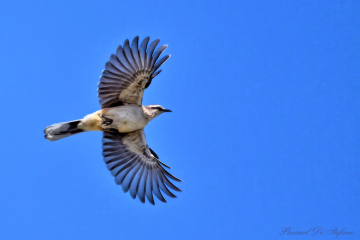 Wings of freedom