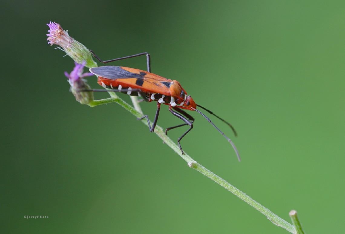 Colorful insect
