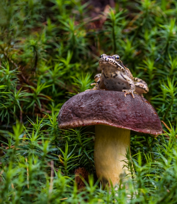 Fairy Tale Prince or frog ? ;)
