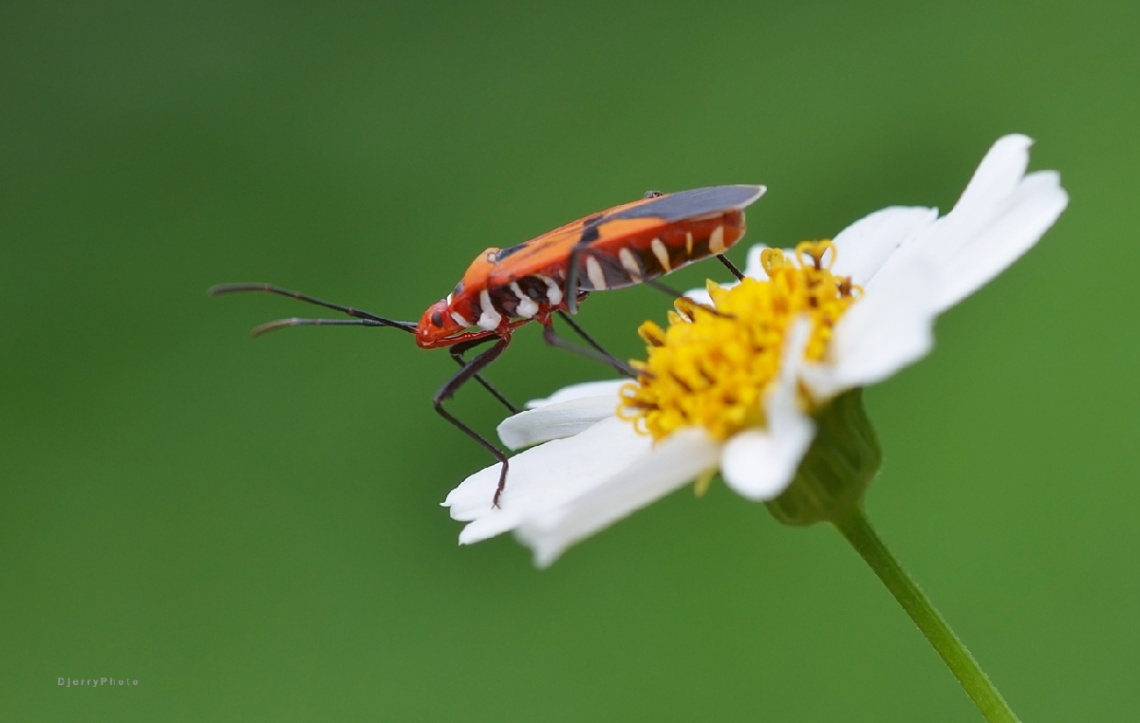 On flower
