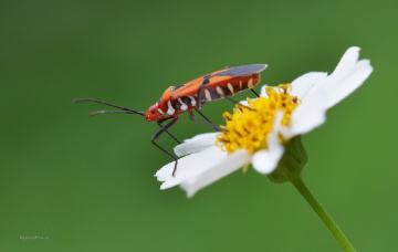 On flower