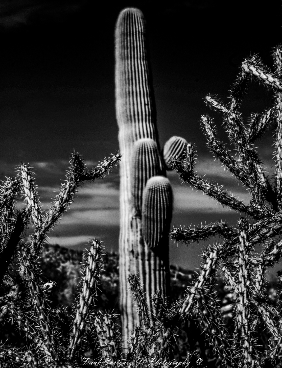 Some Sonoran Desert Infrared