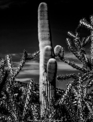 Some Sonoran Desert Infrared