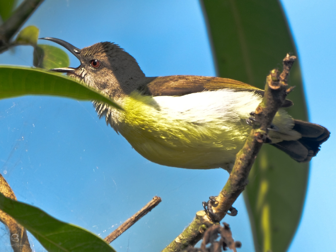 fly catcher