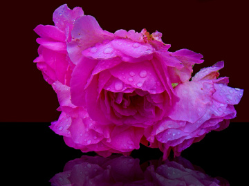 eine blüte .