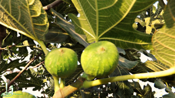 Anjeer