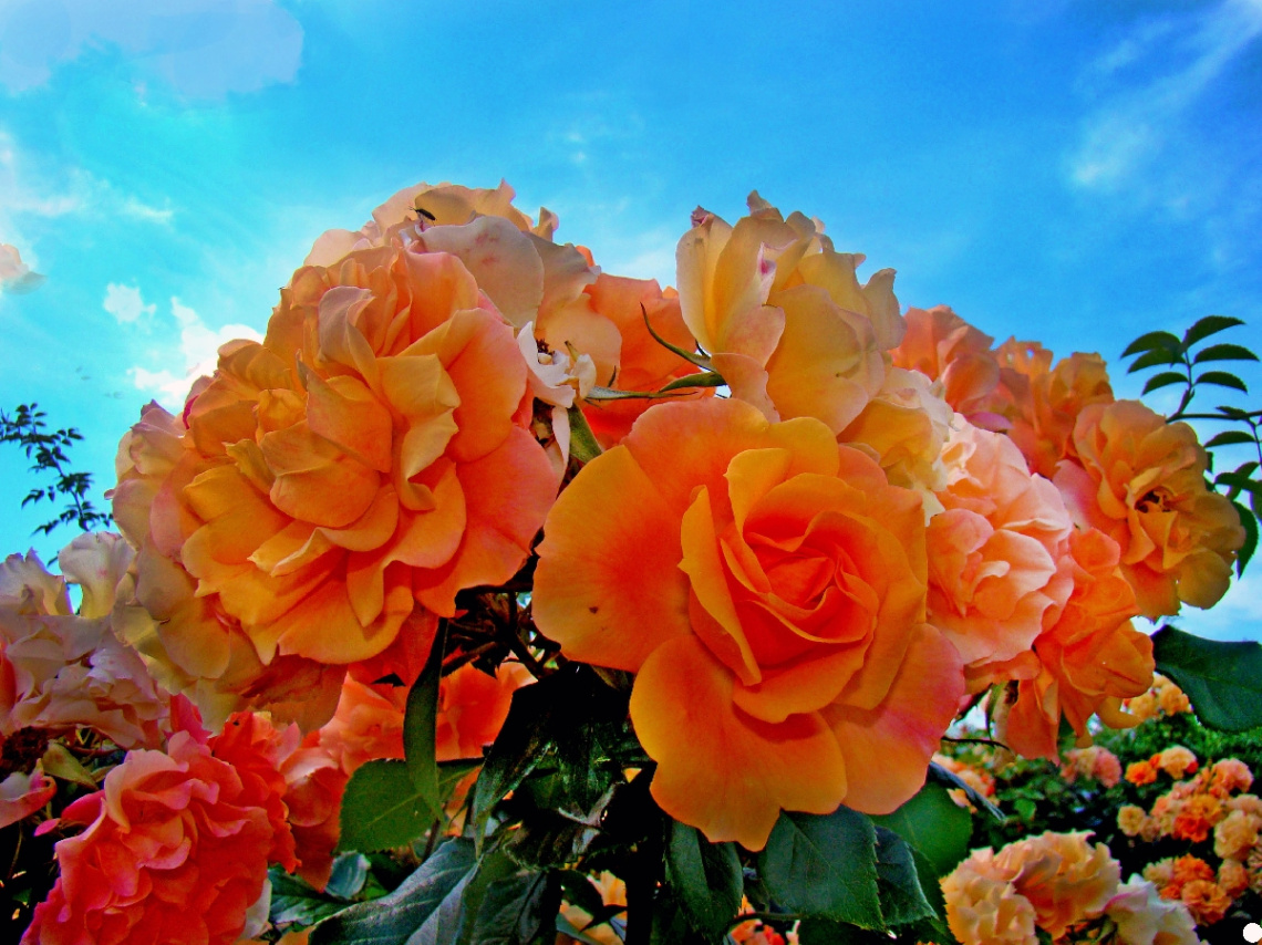 rosen 3