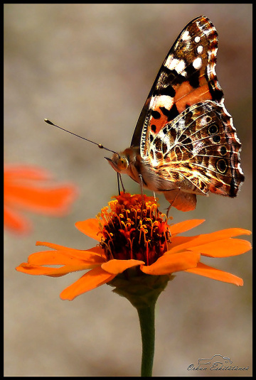 butterfly