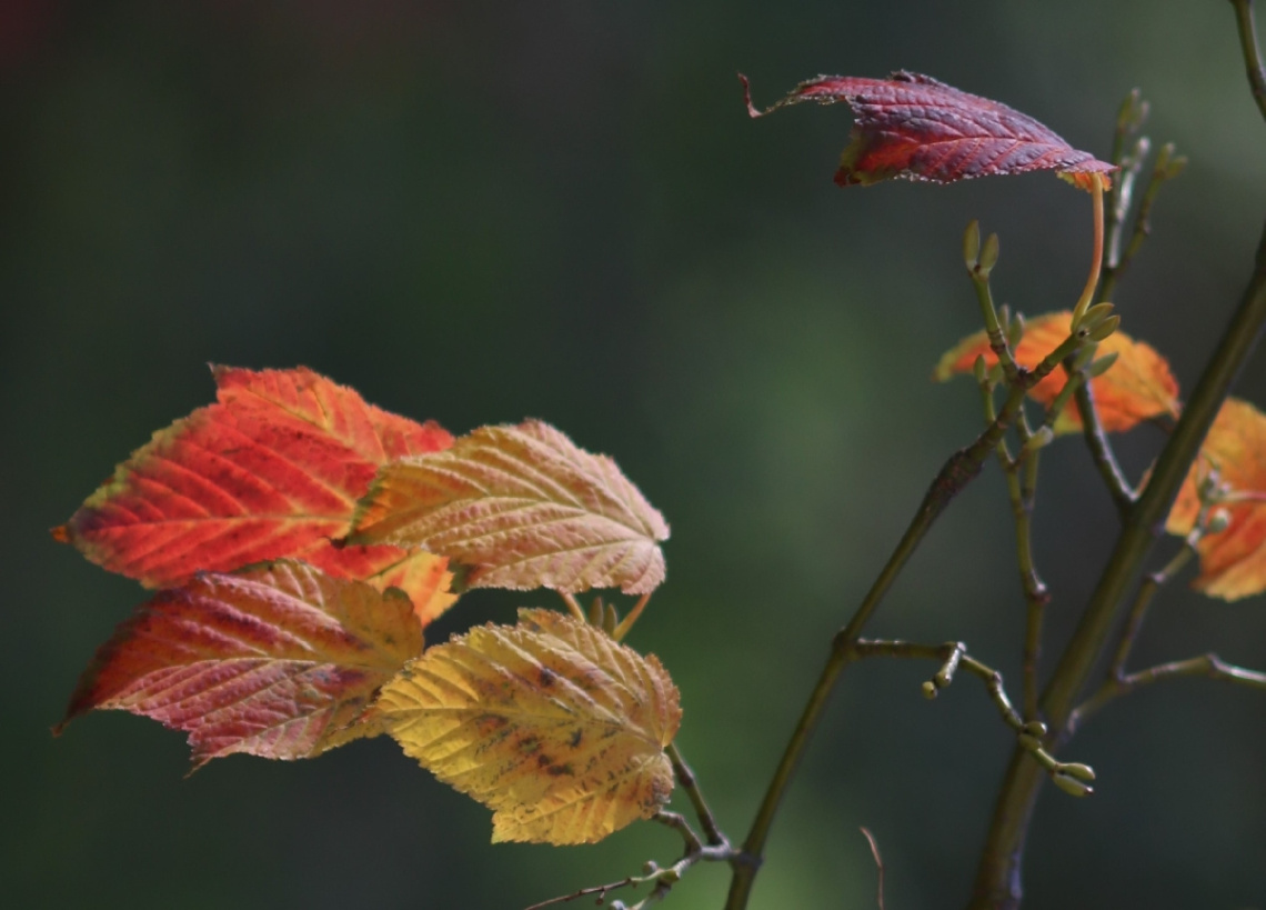 Autumn moment