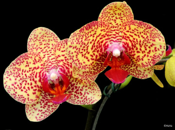 Beauty of Nature II