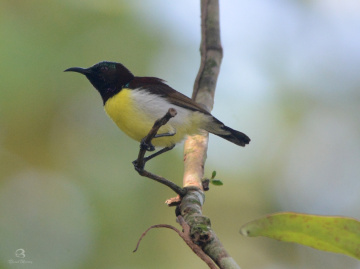 flycatcher