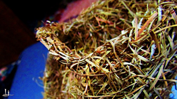 Nature's Weaver's hard work...