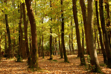 Sonbahar & Ağaçlar