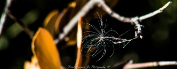 SONORAN DESERT BEAUTY    11/16