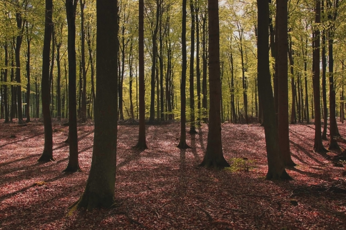 Forest moment