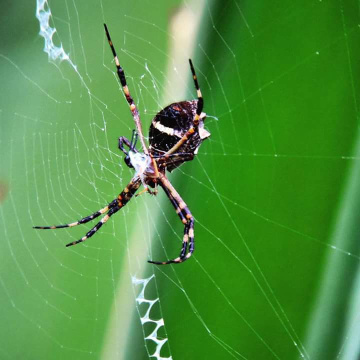 Weaving its web