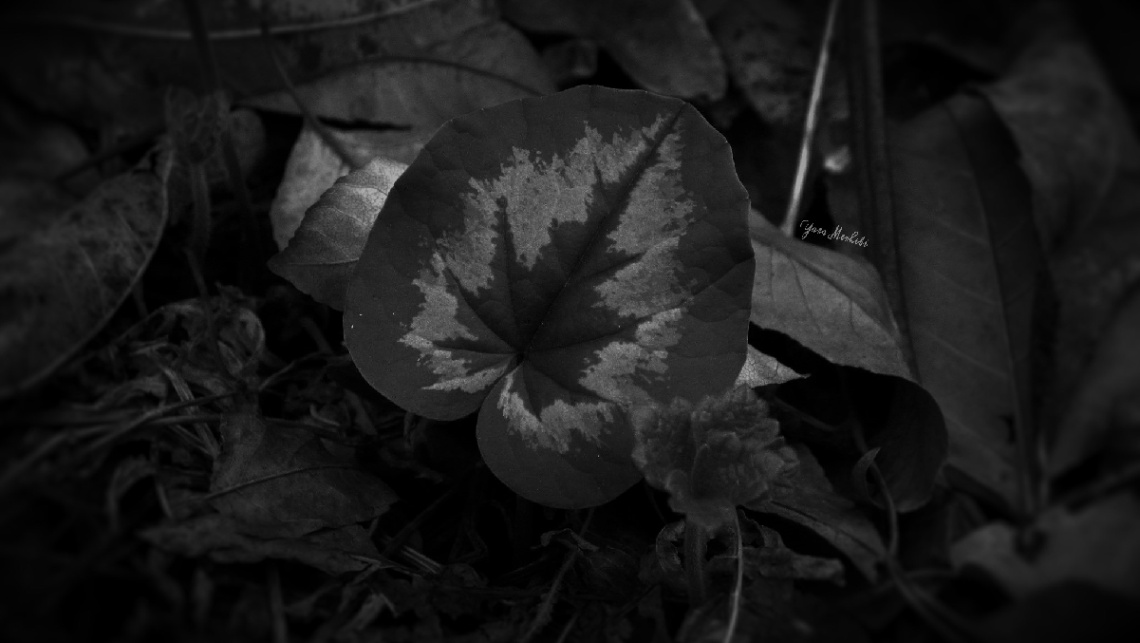 Cyclamens 
