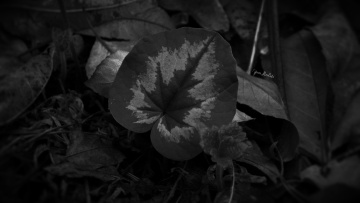 Cyclamens 