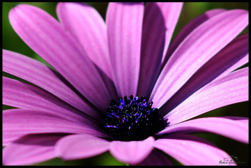 Chrysanthemum