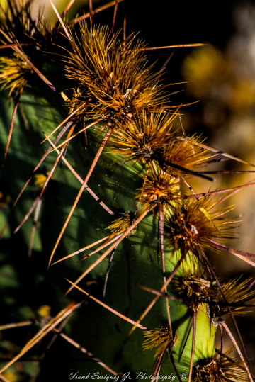 SONORAN DESERT BEAUTY    11/16