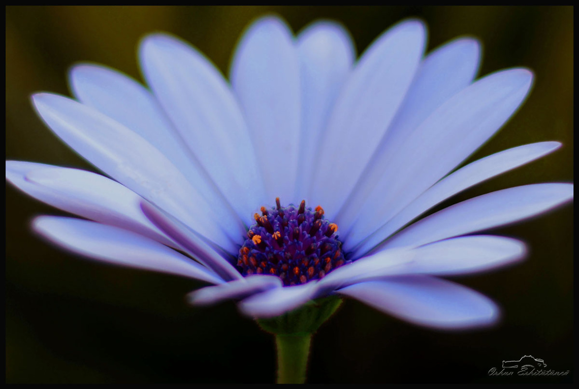Chrysanthemum 