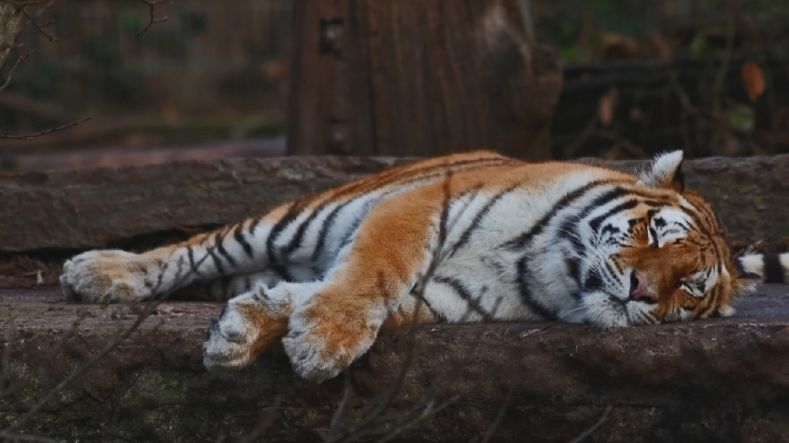 ...resting...
