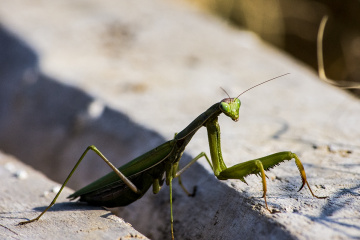 Mantis
