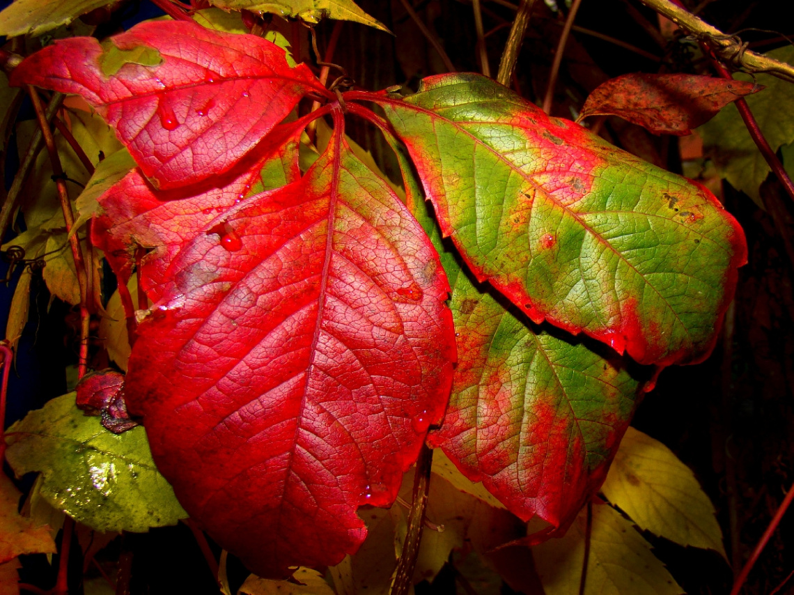 herbst 4