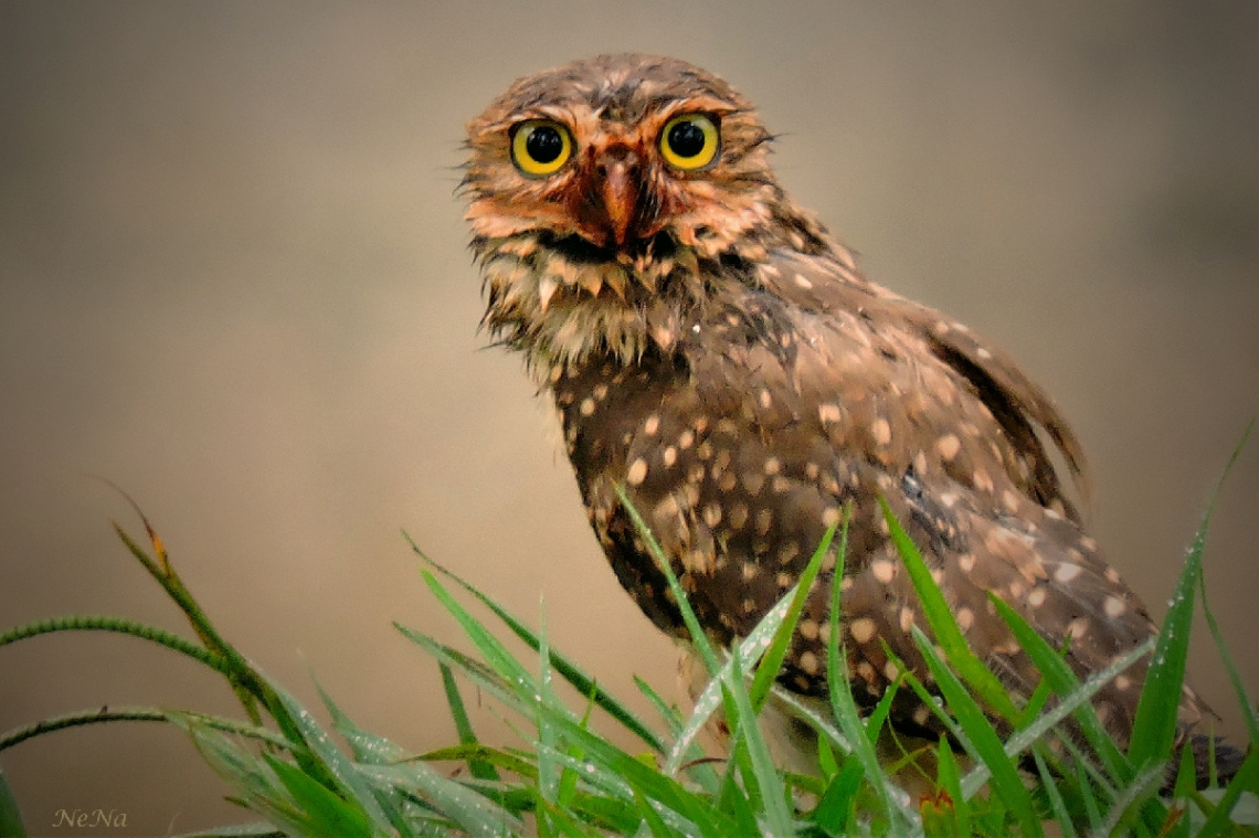 Burrowing Owl