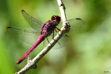 Red Dragonfly