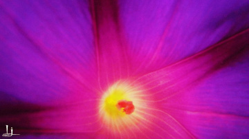 Heart of beauty.....