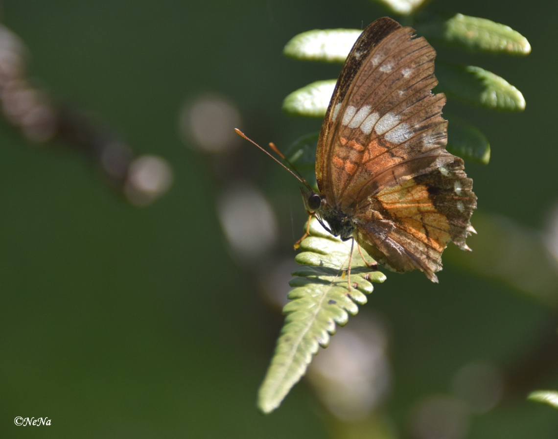 Delicate