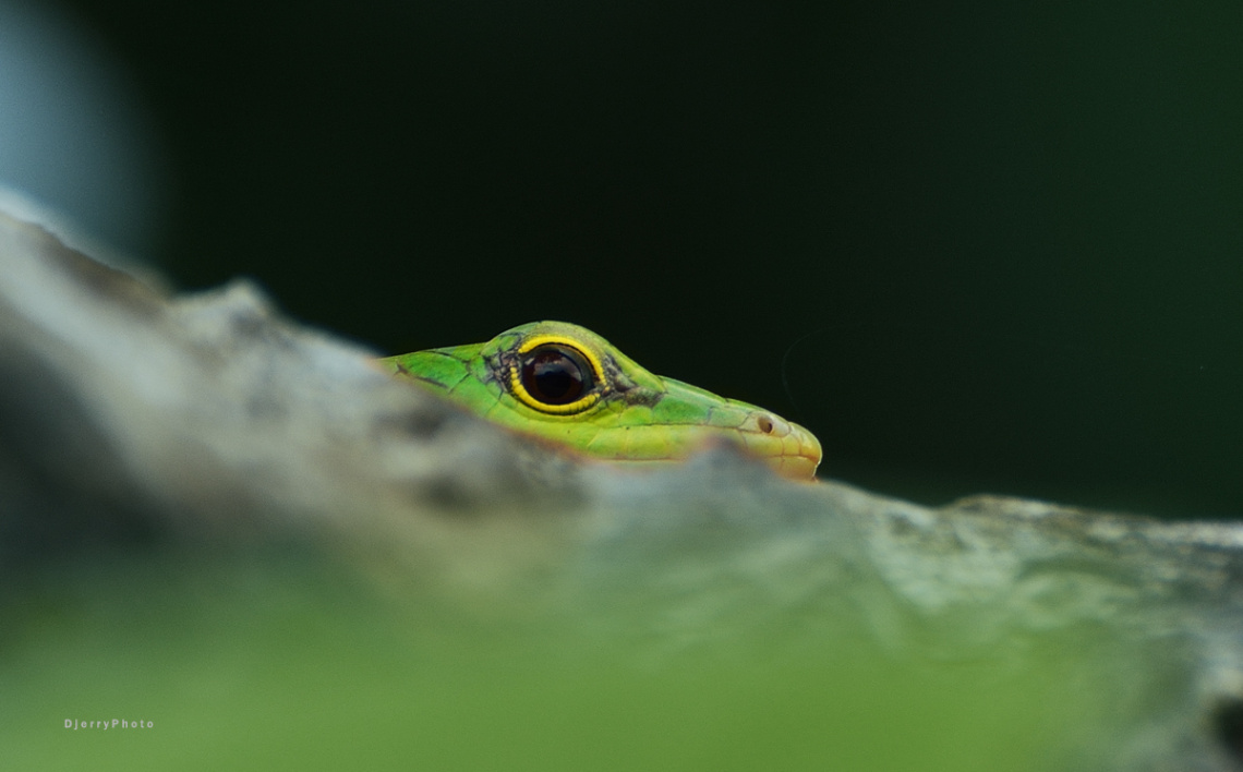 Eye lizard