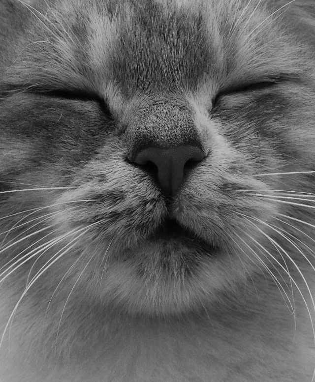 Sina cat