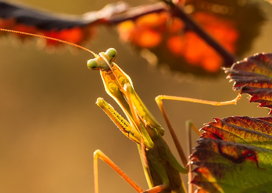 Mantis