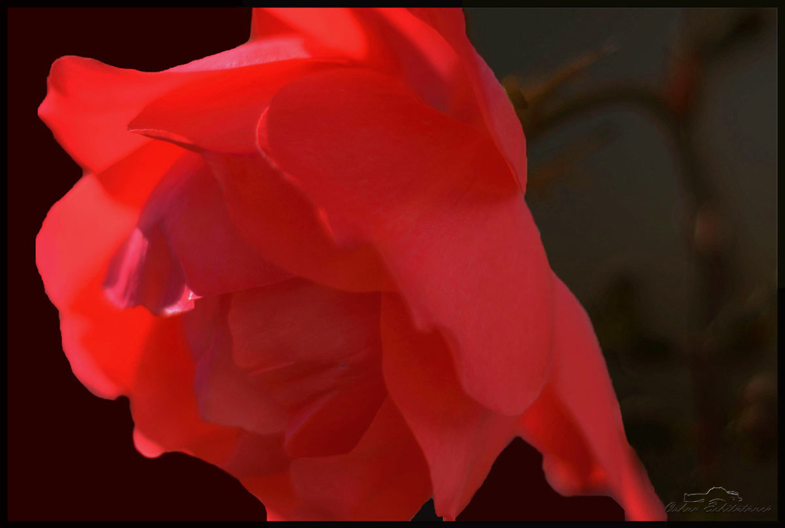 Red wild brier rose
