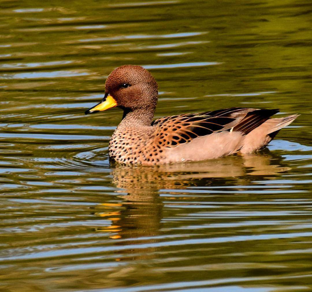 Migratory Beauty