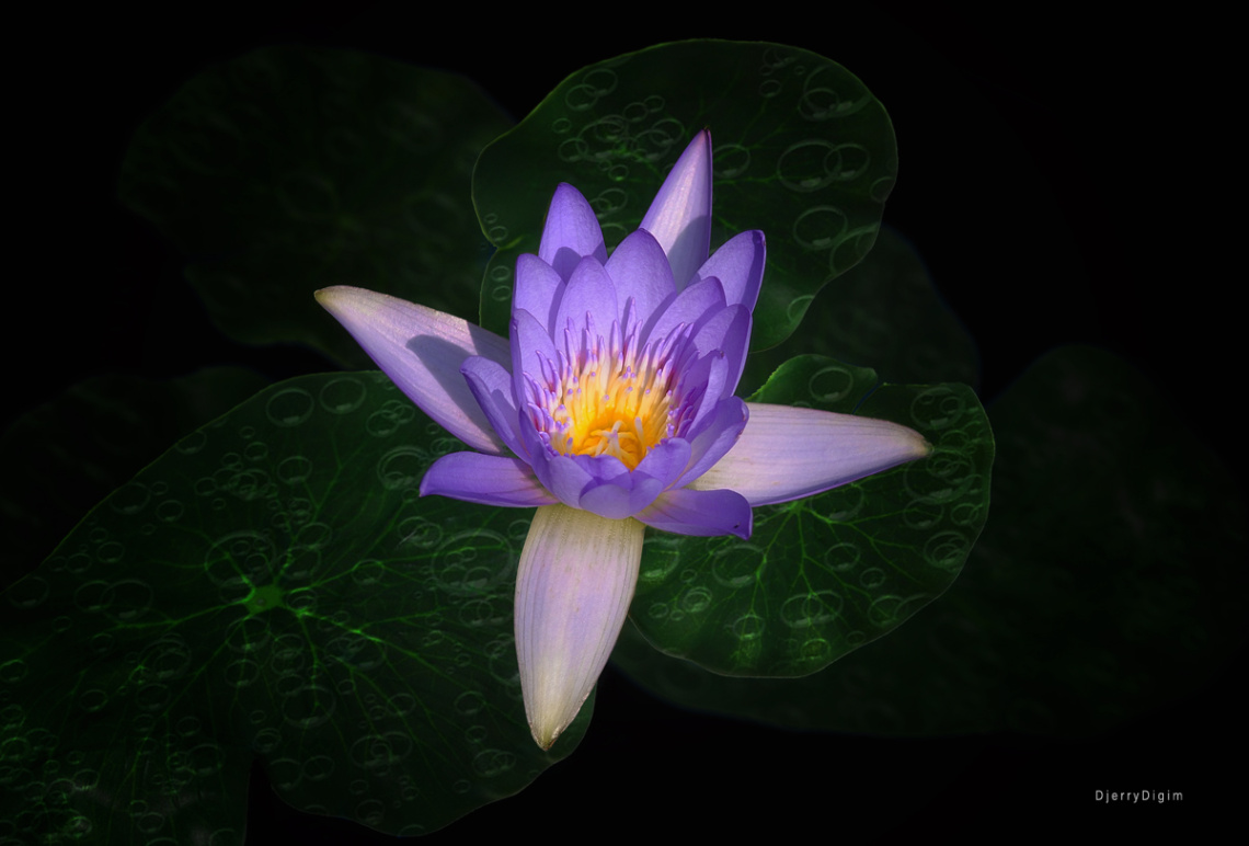Lotus