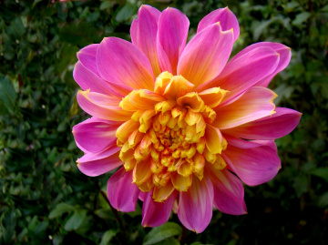 DAHLIE