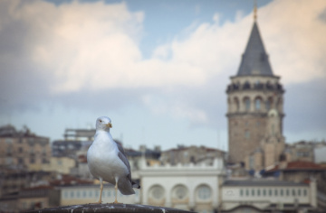 Martı 
