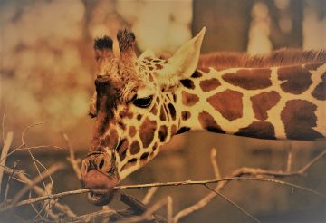 Giraffe  moment