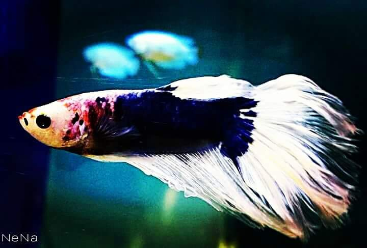 Betta