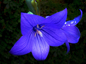 ballonblume