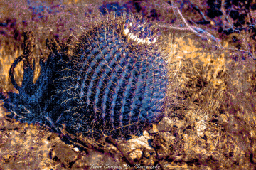 Arizona Barrel Cactus In Infrared