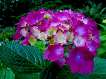 HORTENSIE