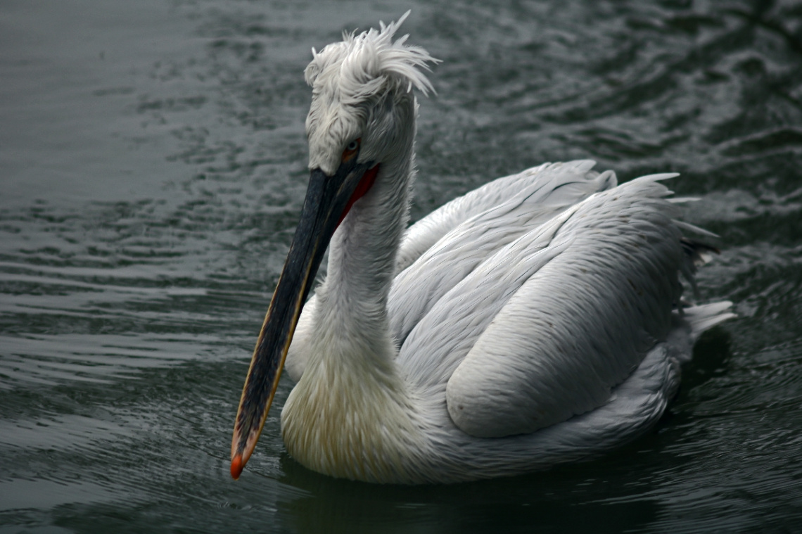 ... - Came by to say hello ...