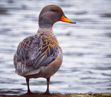 Migratory Rarities