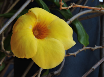 Yellow Flower