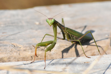 Mantis