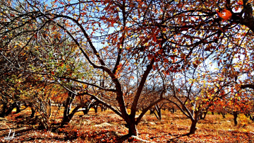 Autumn scene at My valley...#2